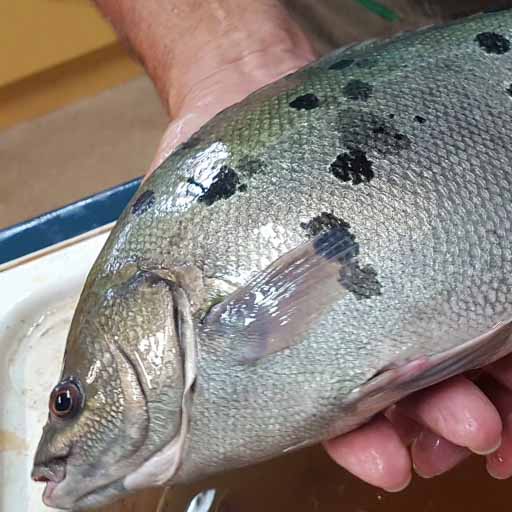 Grow Out The Aquaculture Association of Queensland